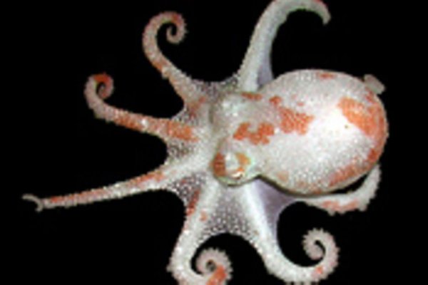Kraken darkmarket