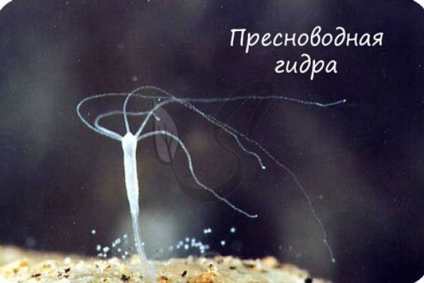 Кракен даркнет только через торг