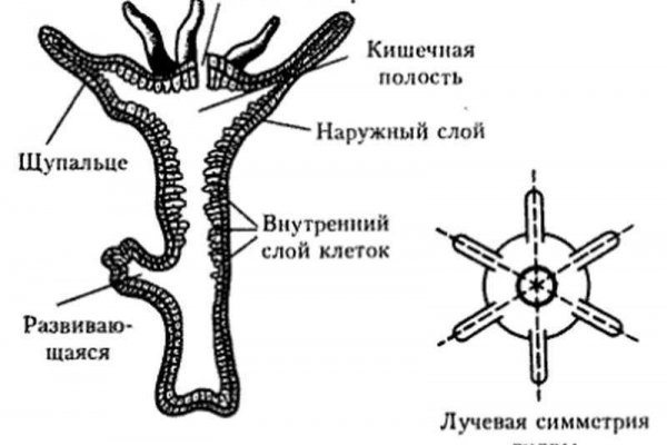 Аутентификатор кракен